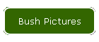 Bush Pictures